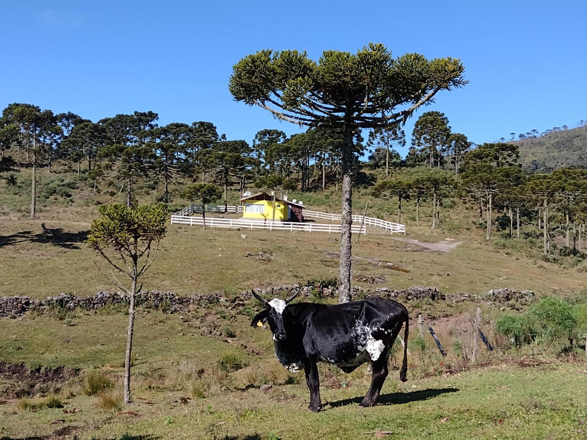 Casa E Cabana De Campo Fazenda Borba Urubici Εξωτερικό φωτογραφία