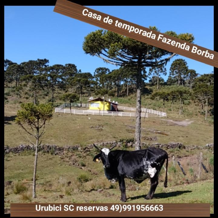 Casa E Cabana De Campo Fazenda Borba Urubici Εξωτερικό φωτογραφία