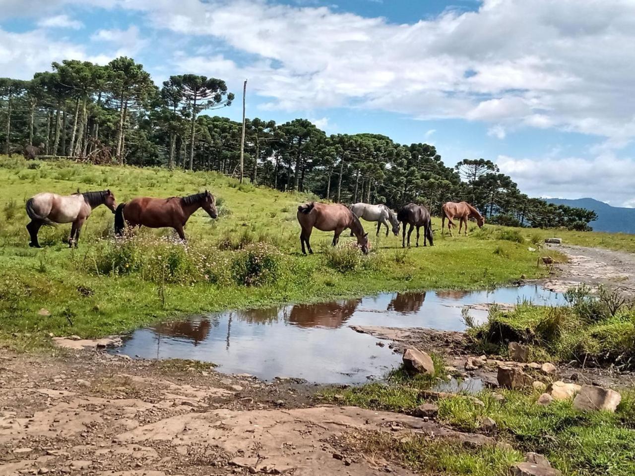 Casa E Cabana De Campo Fazenda Borba Urubici Εξωτερικό φωτογραφία